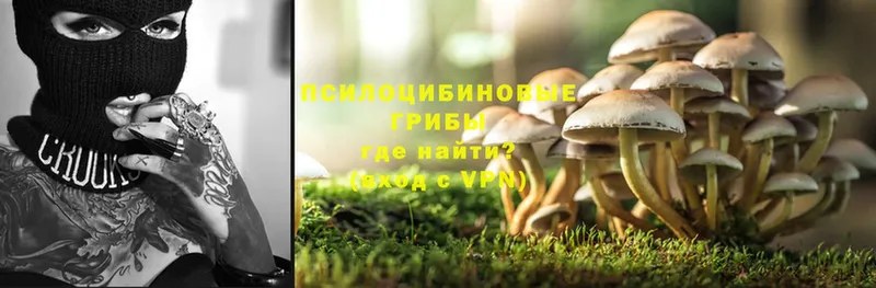 Псилоцибиновые грибы Psilocybine cubensis  Алдан 